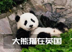 大熊猫在英国 原声版