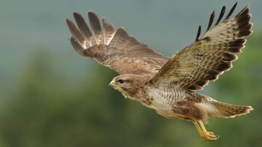 法语动物世界：一场堪比大片的沙漠追逐大戏